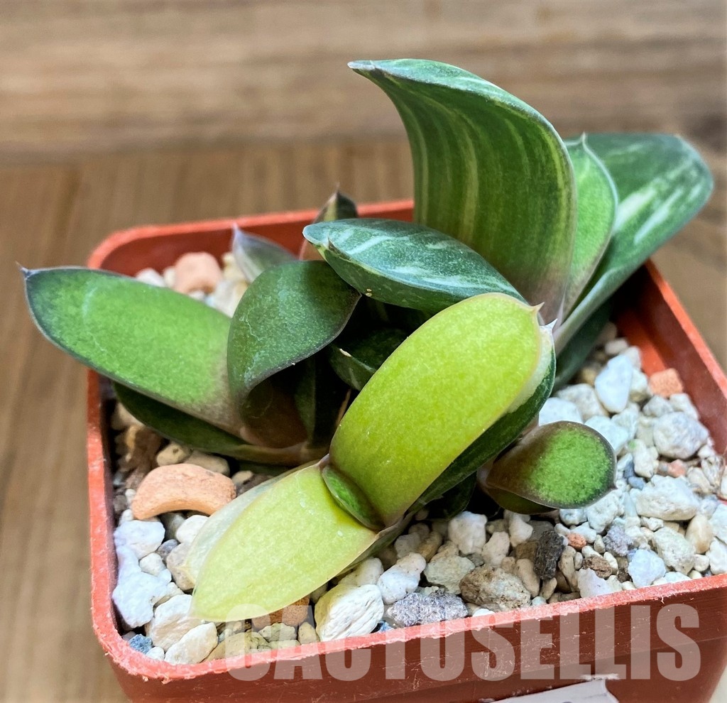 SH31613 Gasteria glomerata f. variegata, seedling - Image 2