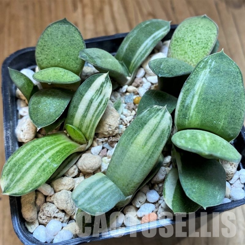 SH31614 Gasteria glomerata f. variegata, seedling