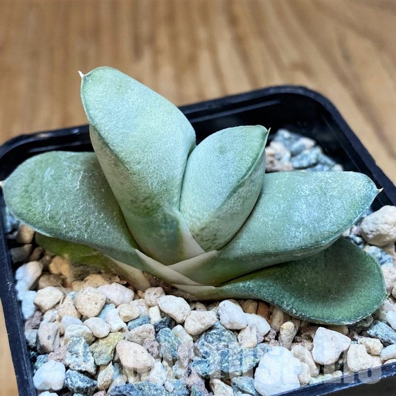 SH31615 Gasteria glomerata ‘Japan Blue’ Clon 1