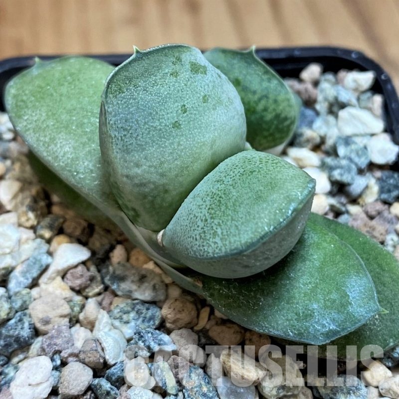 SH31616 Gasteria glomerata ‘Japan Blue’ Clon 1