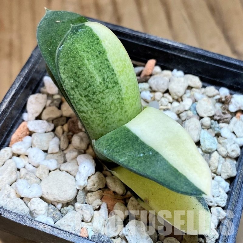 SH31617 Gasteria glomerata f. variegata, seedling