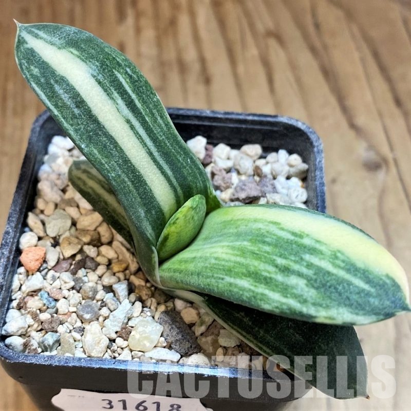 SH31618 Gasteria glomerata f. variegata, seedling