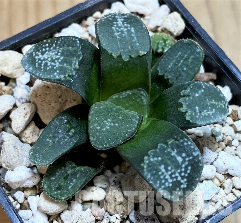 SH31604 Haworthia groenewaldii - Image 2