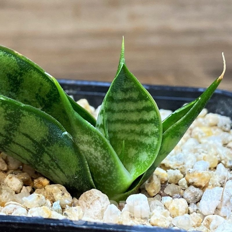 SH31619 Sansevieria 'Frozen Rose'