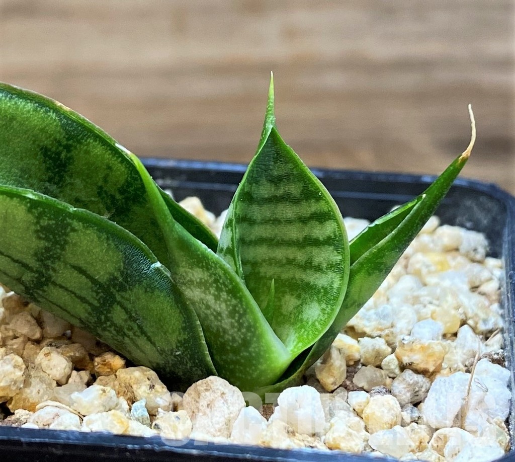 SH31619 Sansevieria 'Frozen Rose'