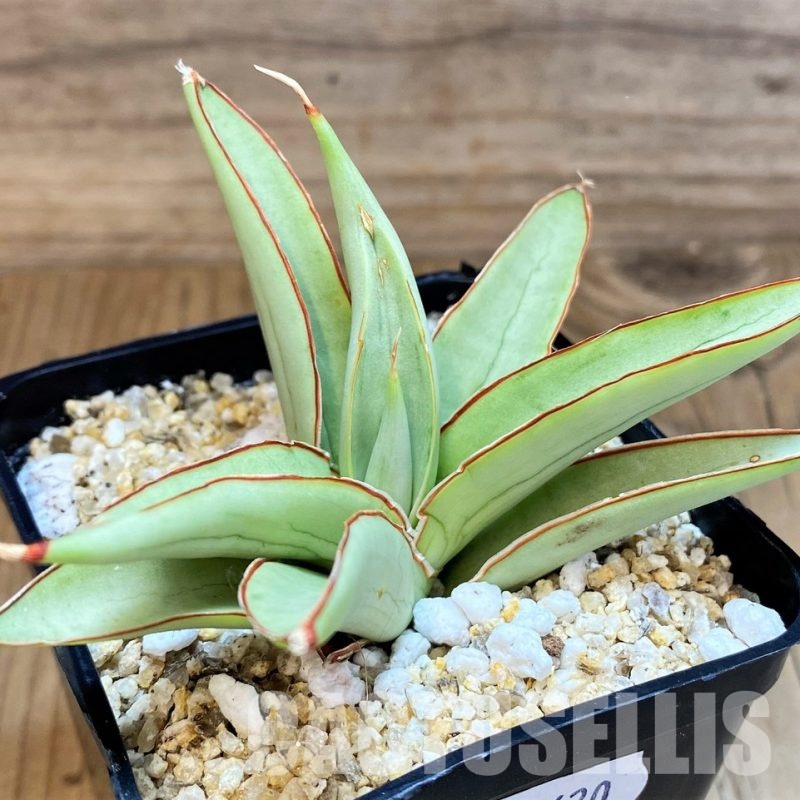 SH31620 Sansevieria ‘Bai Bid’