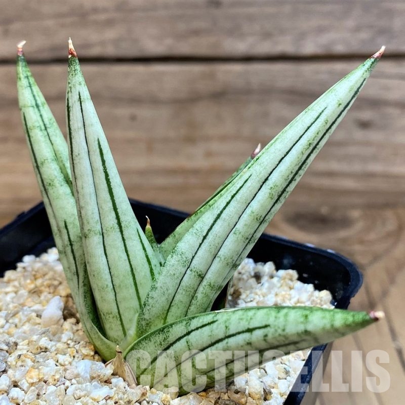 SH31621 Sansevieria 'Jupiter'