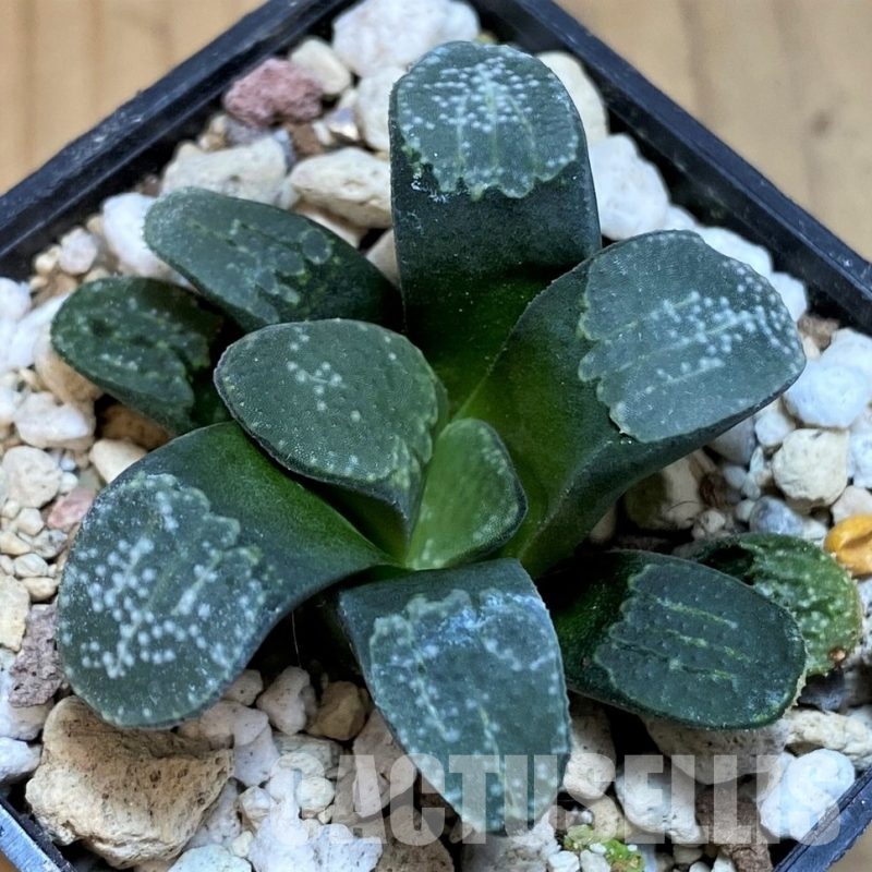 SH31604 Haworthia groenewaldii