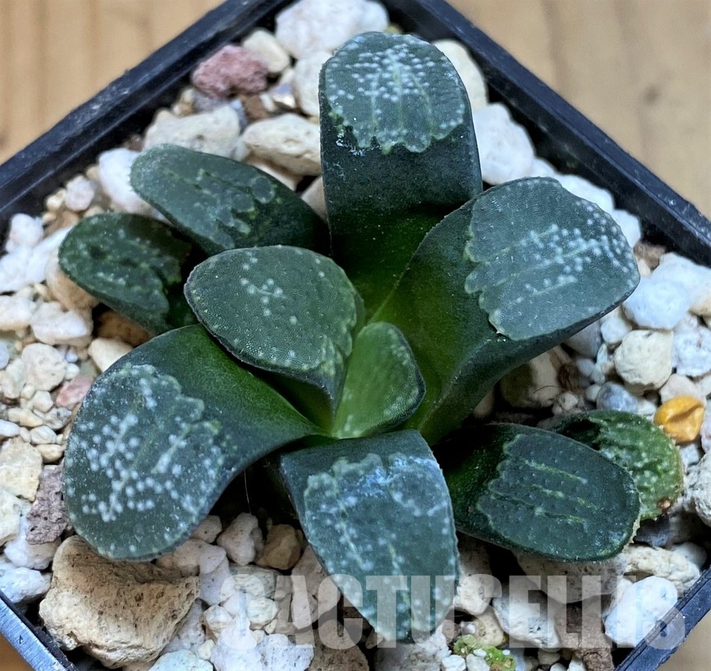 SH31604 Haworthia groenewaldii