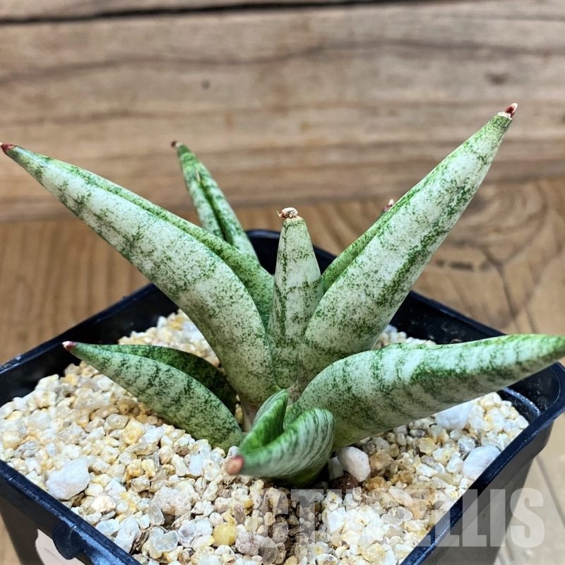 SH31622 Sansevieria 'Pink Lady'