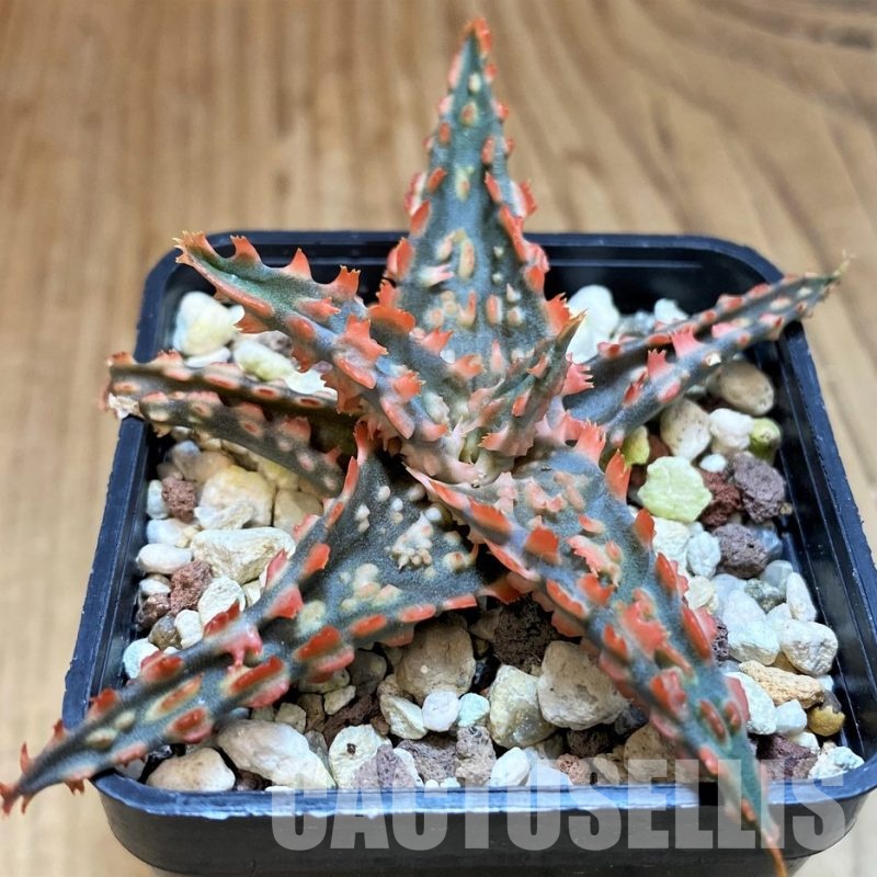 SH31623 Aloe TCT hybrid