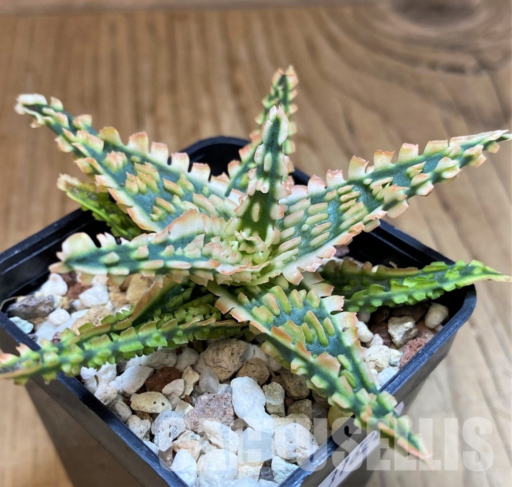 SH31624 Aloe TCT hybrid - Image 2