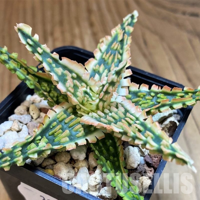 SH31624 Aloe TCT hybrid