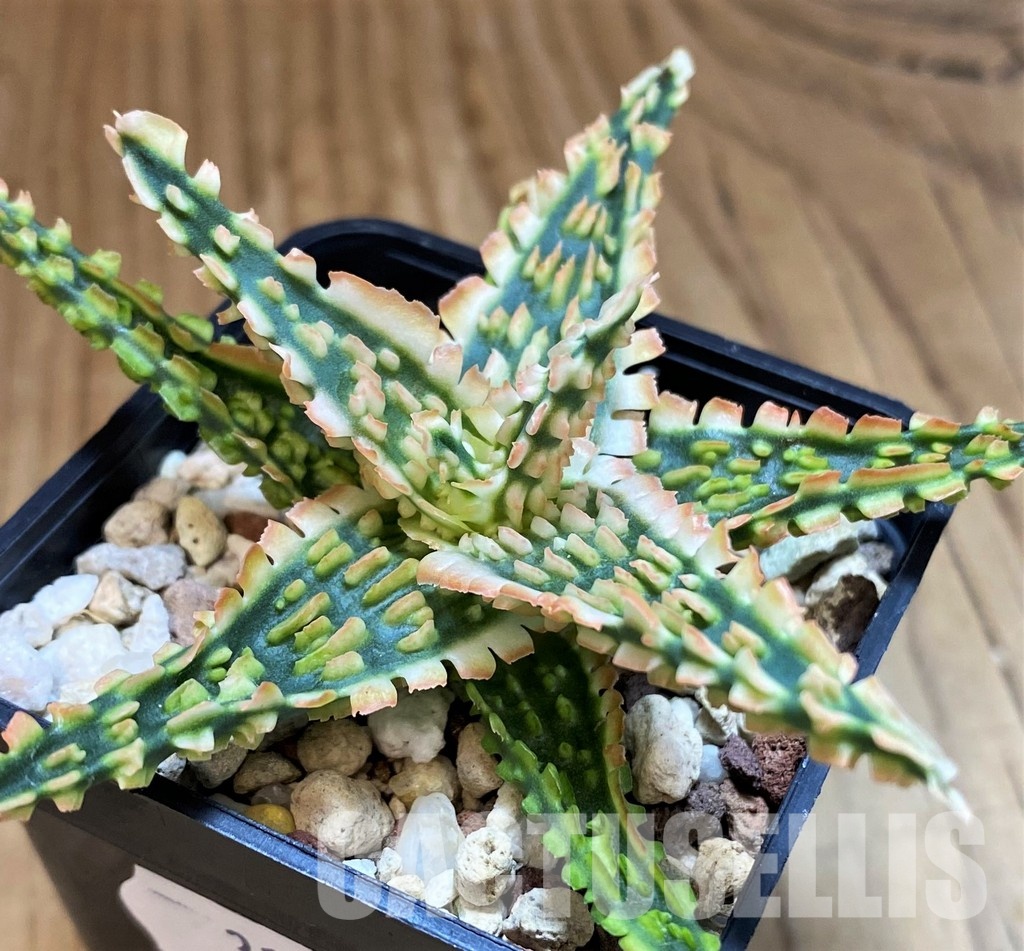 SH31624 Aloe TCT hybrid
