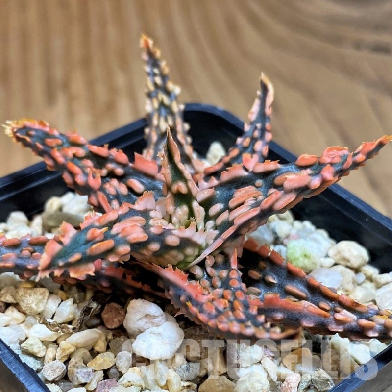 SH31625 Aloe TCT hybrid