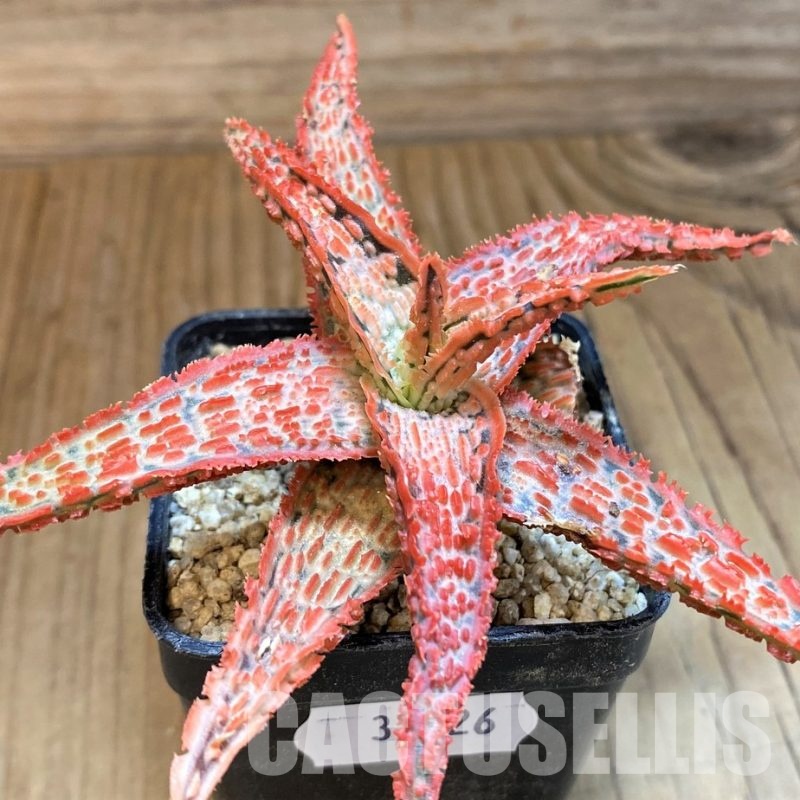 SH31626 Aloe TCT hybrid