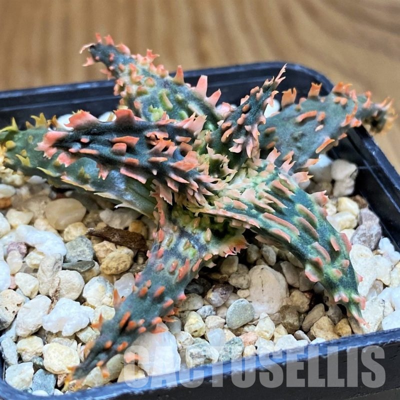 SH31627 Aloe TCT hybrid