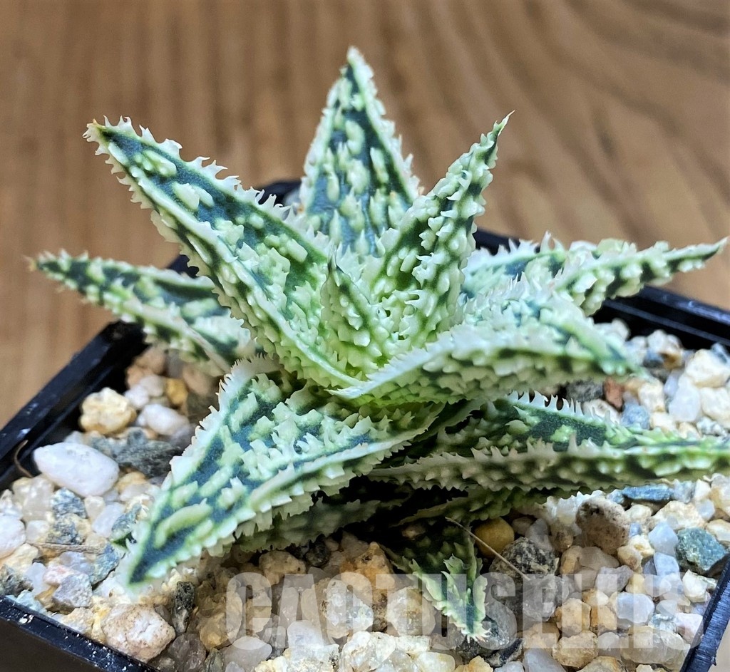 SH31628 Aloe TCT hybrid - Image 3