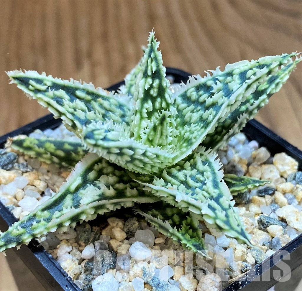 SH31628 Aloe TCT hybrid - Image 2