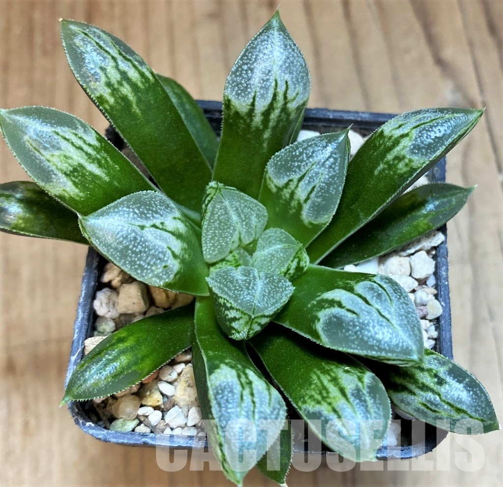 SH31605 Haworthia 'Love Heart' - Image 2