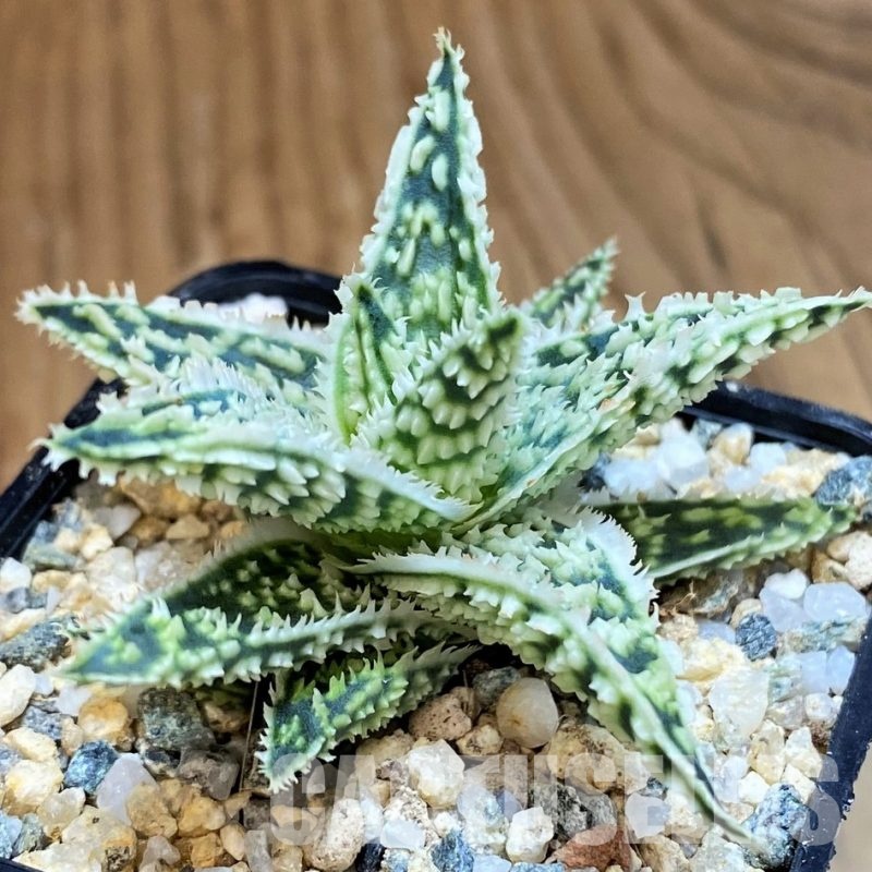 SH31628 Aloe TCT hybrid