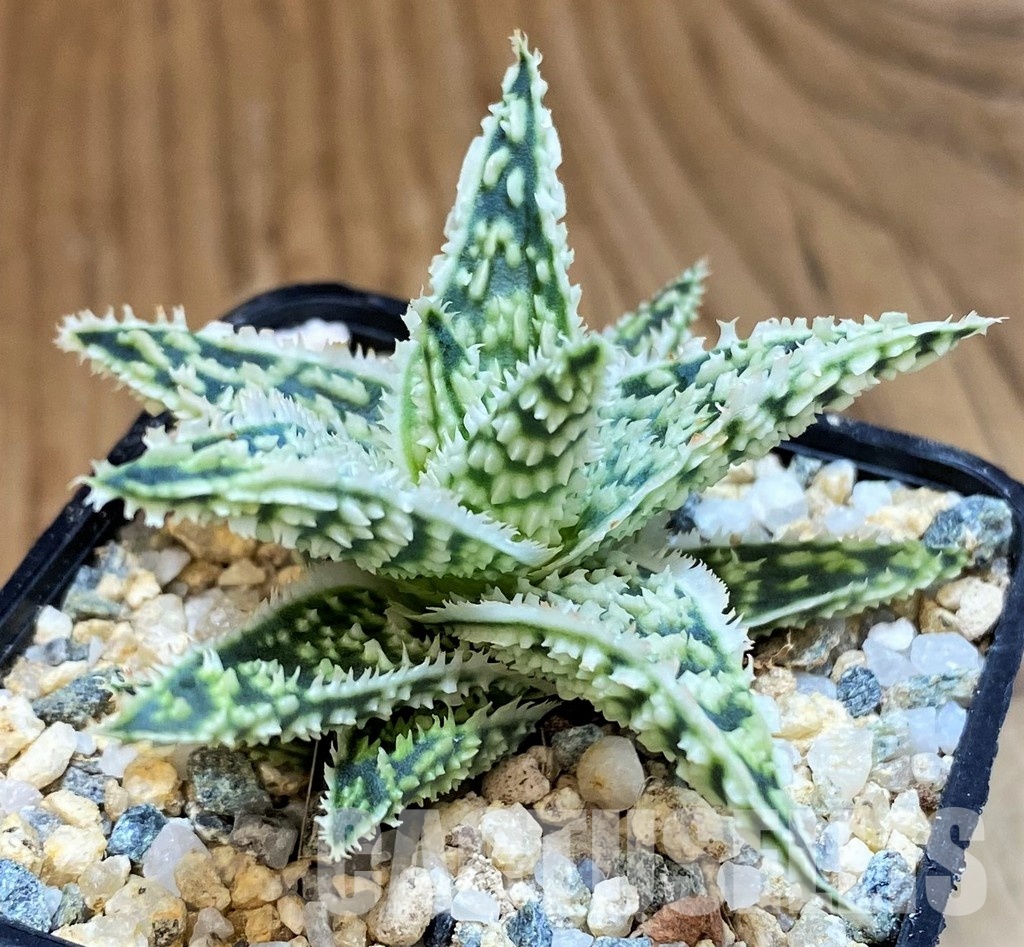 SH31628 Aloe TCT hybrid