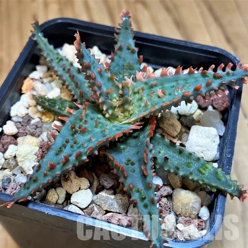 SH31629 Aloe TCT hybrid