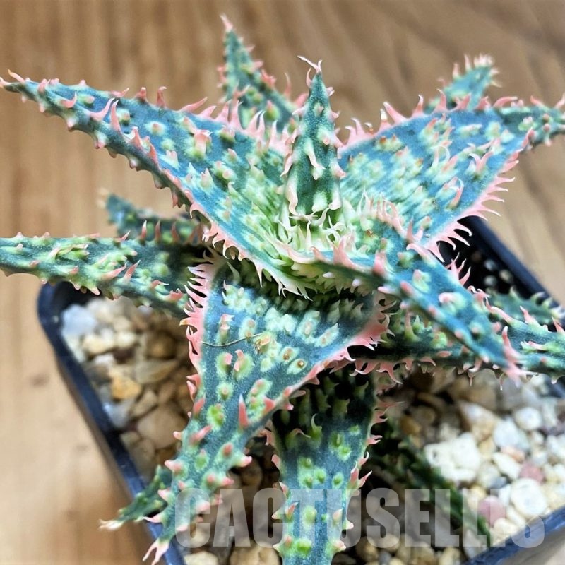SH31630 Aloe TCT hybrid