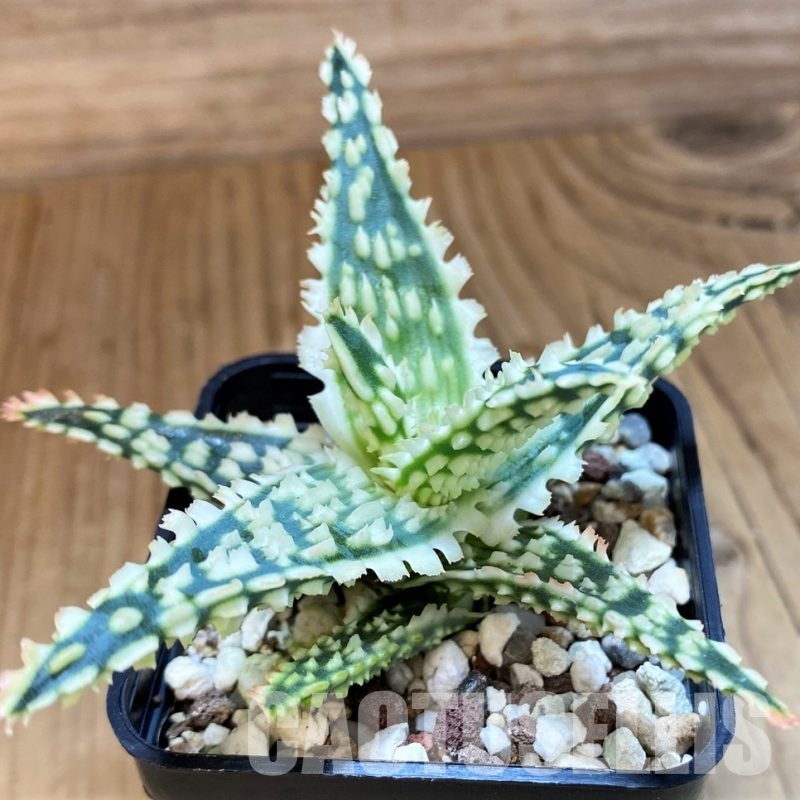 SH31631 Aloe TCT hybrid