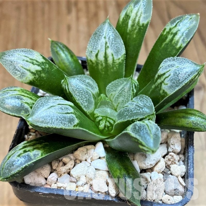 SH31605 Haworthia 'Love Heart'