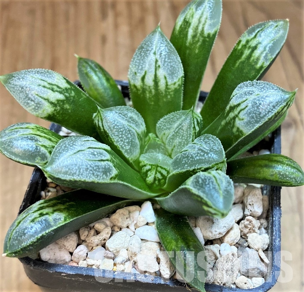 SH31605 Haworthia 'Love Heart'