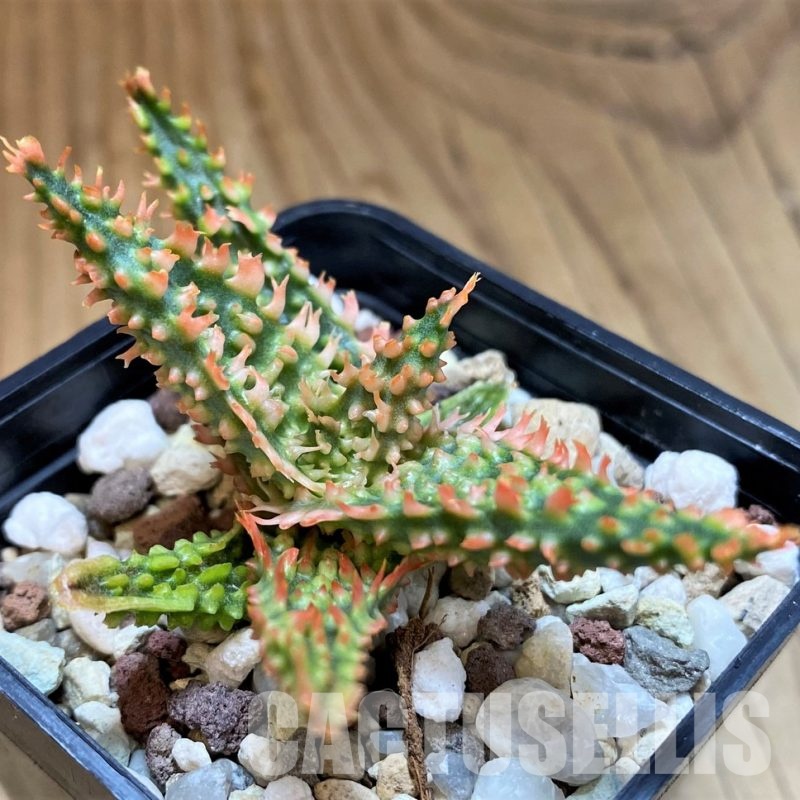 SH31632 Aloe TCT hybrid