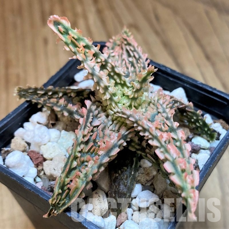 SH31633 Aloe TCT hybrid