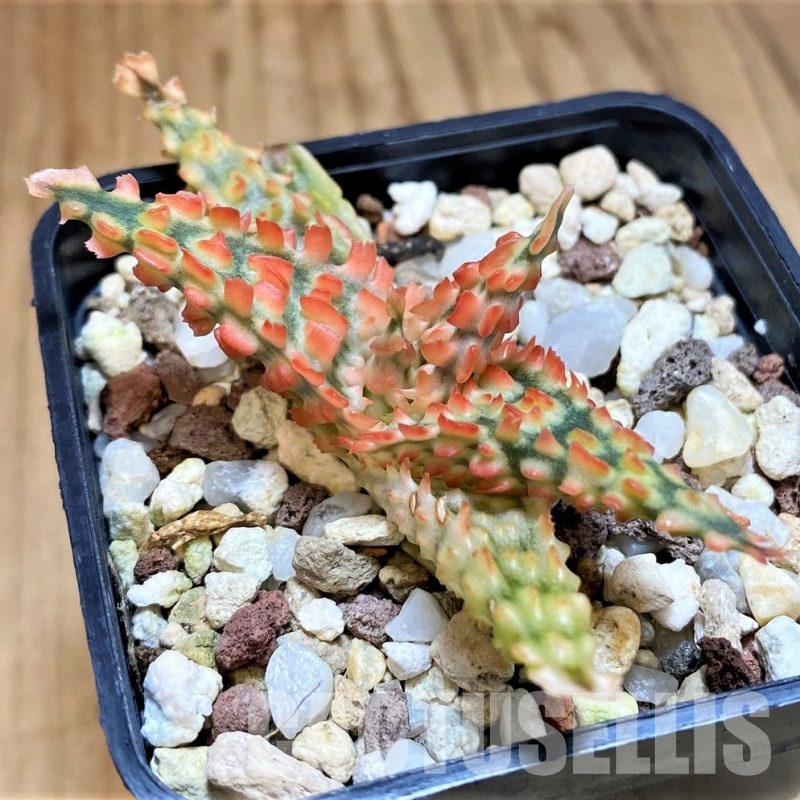 SH31634 Aloe TCT hybrid