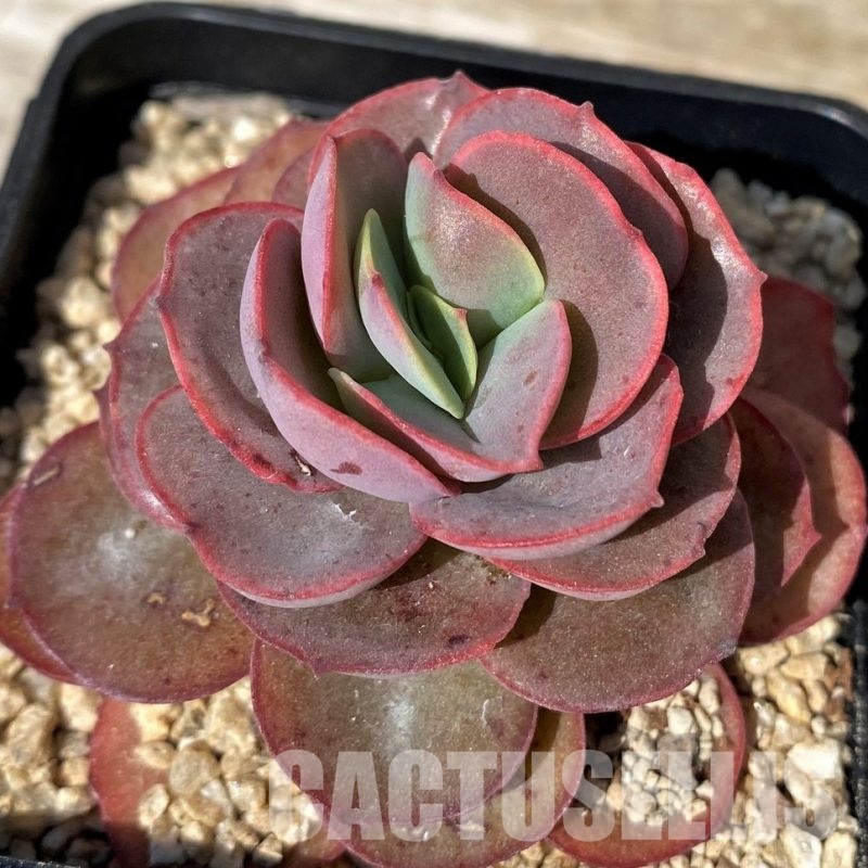 SH30445 Echeveria 'Sunyon'