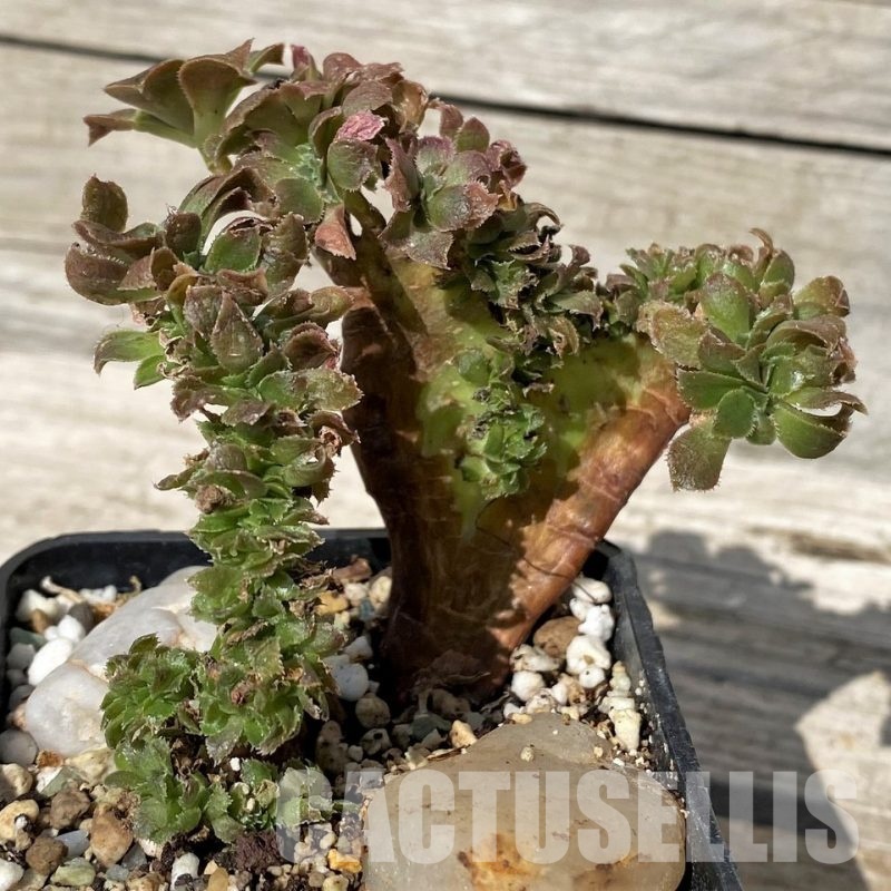 SH30413 Aeonium f. cristata