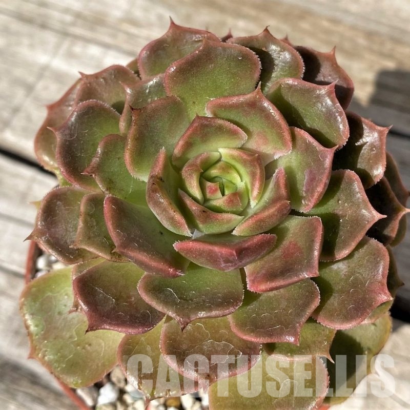 SH30448 Echeveria ‘Brown Rose’