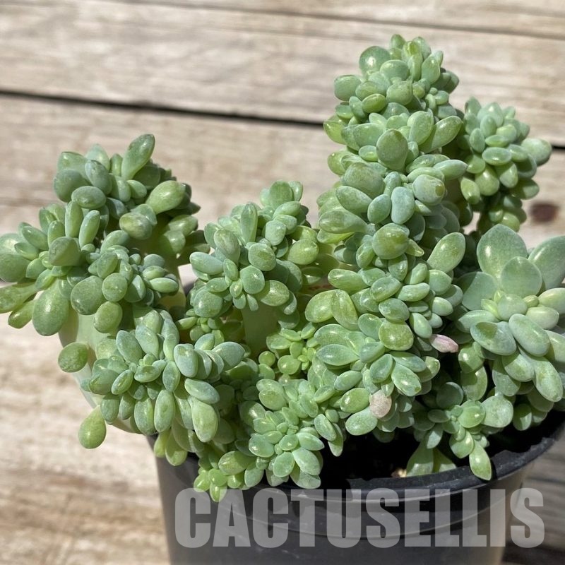 SH30449 Graptopetalum amethystinum f. cristata