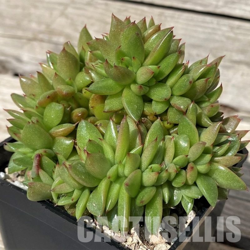 SH30450 Echeveria agavoides f. cristata