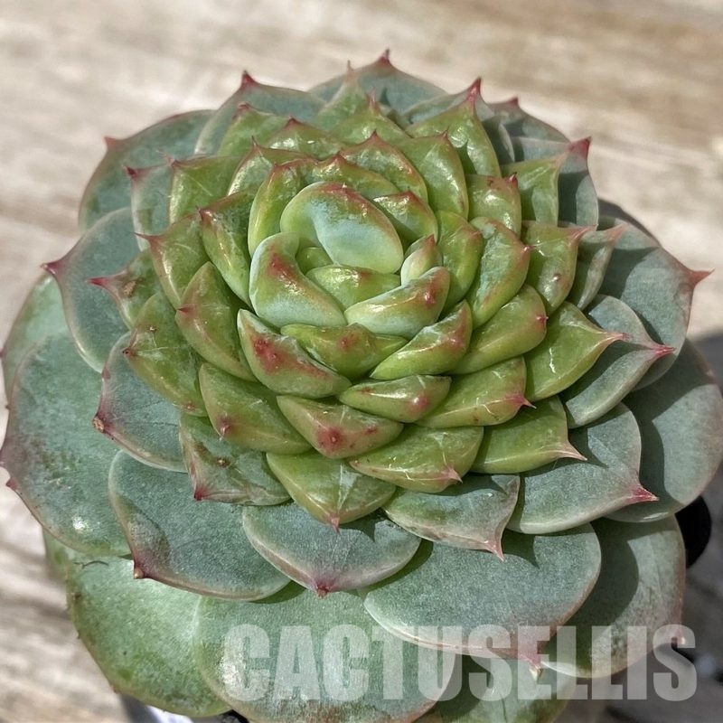 SH30451 Echeveria ‘Red Velvet’