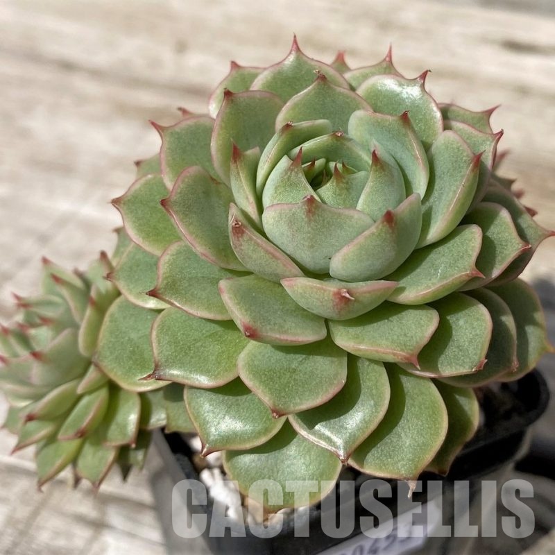 SH30453 Echeveria 'Ben Badis'