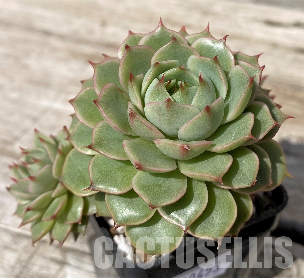 SH30453 Echeveria 'Ben Badis'
