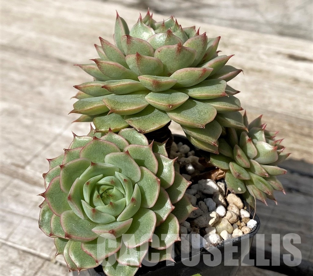 SH30453 Echeveria 'Ben Badis' - Image 2