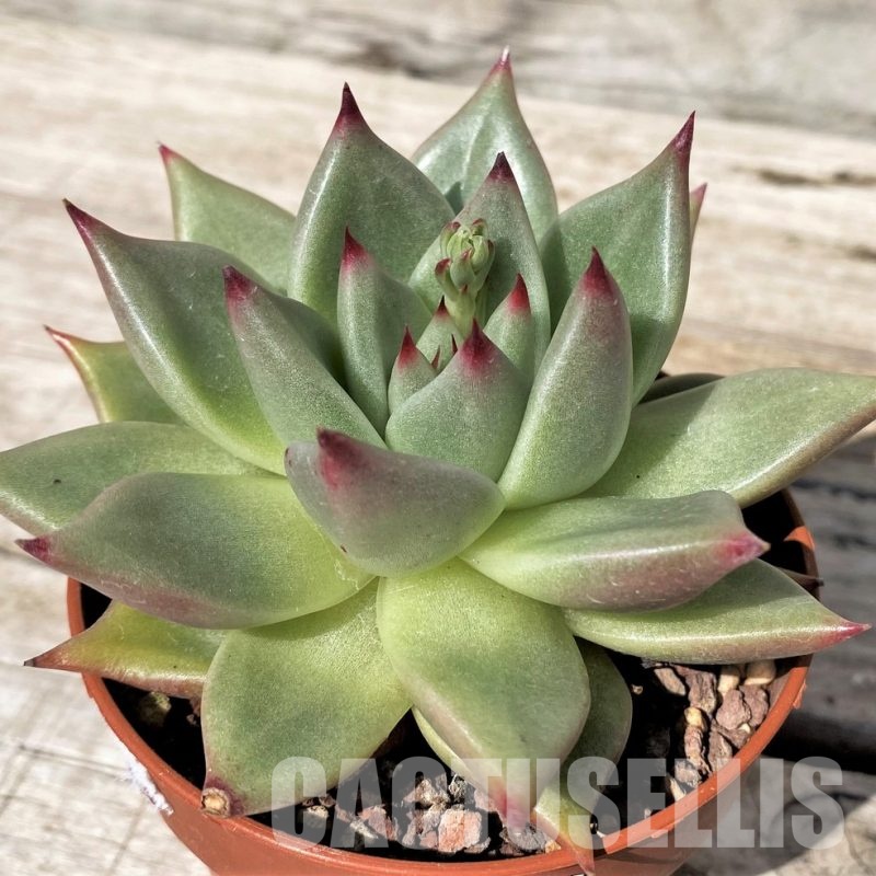 SH30454 Echeveria agavoides hybrid