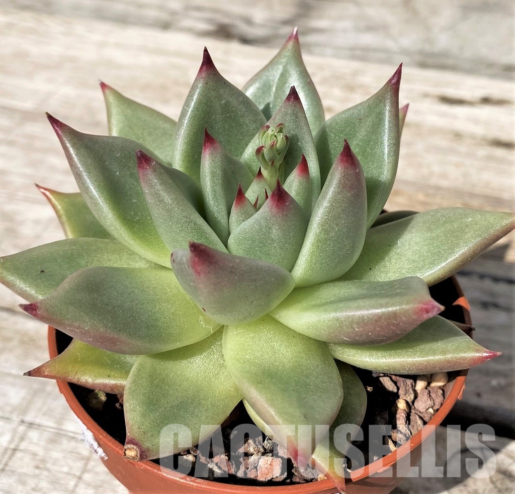 SH30454 Echeveria agavoides hybrid