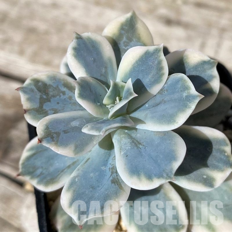 SH30455 Echeveria f. variegata