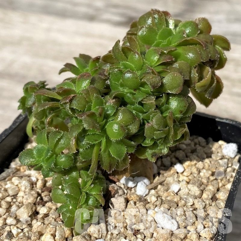 SH30414 Aeonium f. cristata