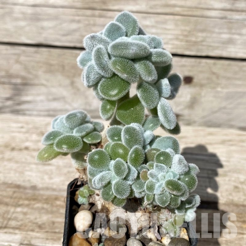 SH30457 Echeveria pulvinata ‘Frosty’ f. cristata