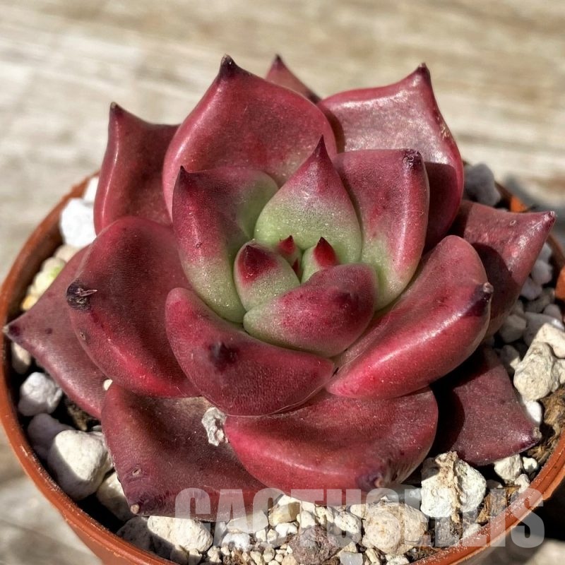 SH30458 Echeveria 'Taurus'
