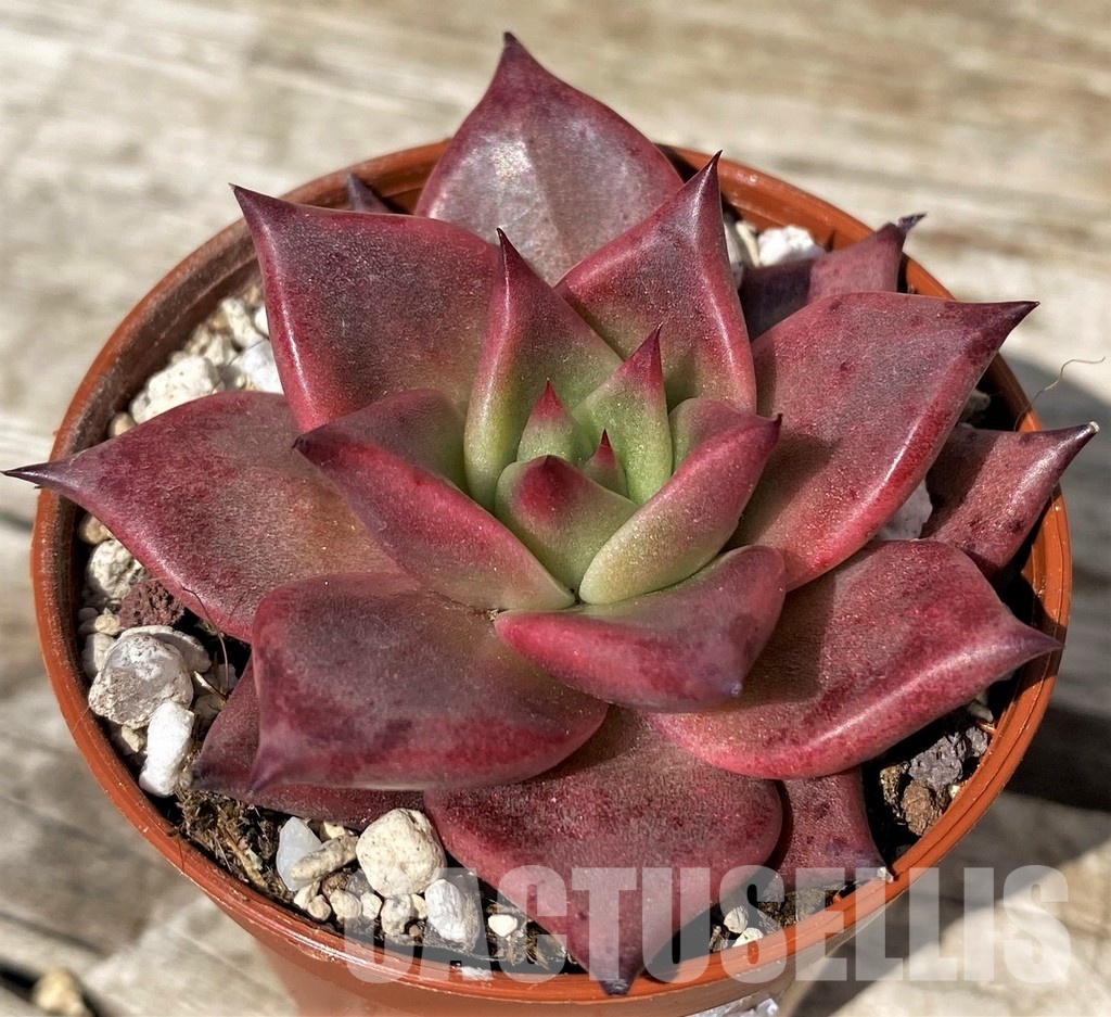 SH30459 Echeveria 'Taurus' - Image 2